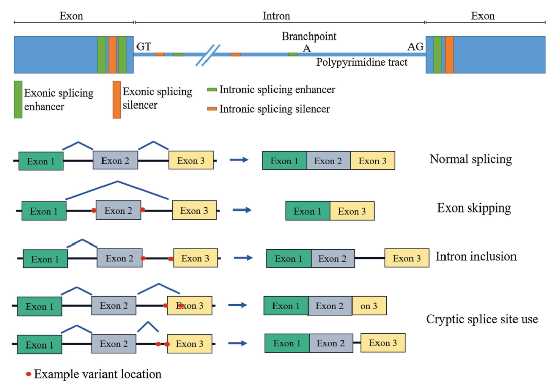 自主神经功能障碍人源化模型