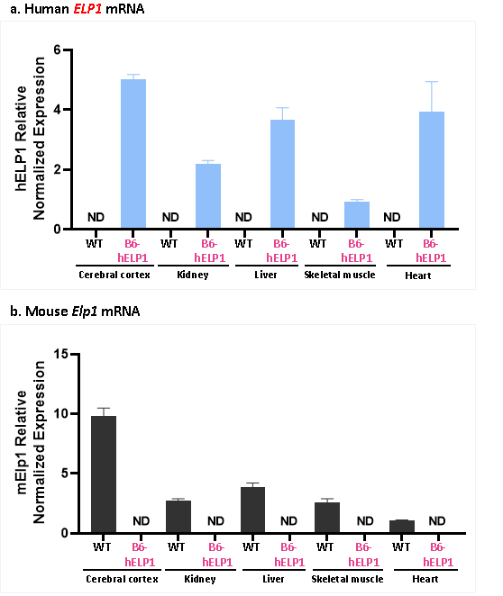 自主神经功能障碍人源化模型