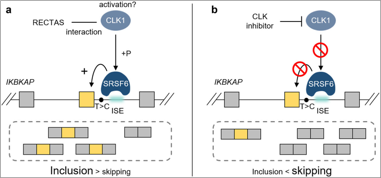 自主神经功能障碍人源化模型