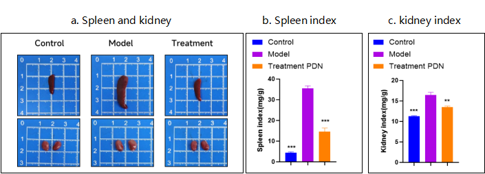 （SLE）研究小鼠