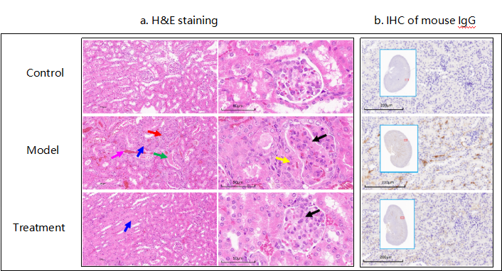 （SLE）研究小鼠