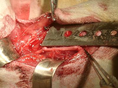 我国学者成功建立一种简单的猕猴桡神经缺损模型