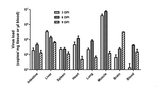 上海巴斯德所建立柯萨奇A16型病毒感染的新生小鼠模型