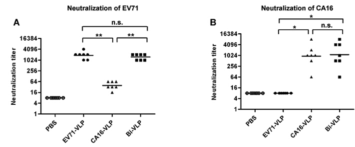 上海巴斯德所发现基于病毒样颗粒的抗体疫苗的作用