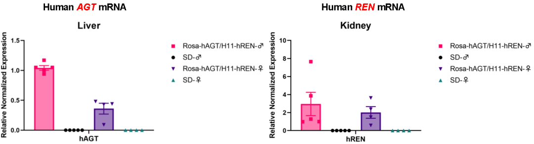 SD-Rosa-hAGT大鼠 SD-Rosa-hAGT大鼠