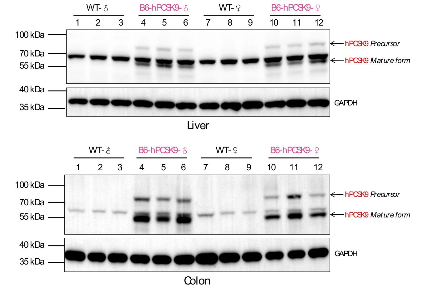 PCSK9模型验证数据