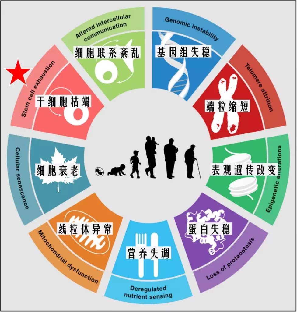 衰老的九大标志