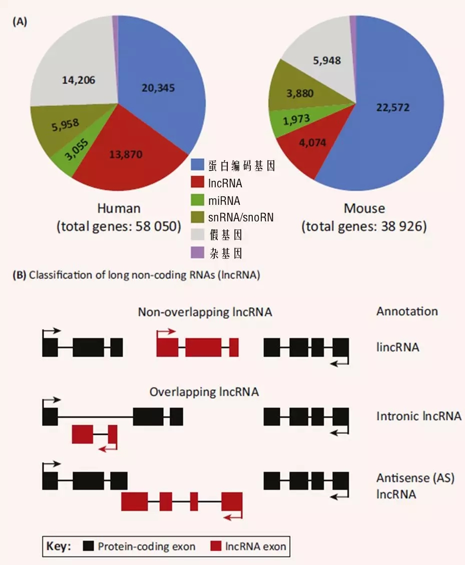 长非编码RNA