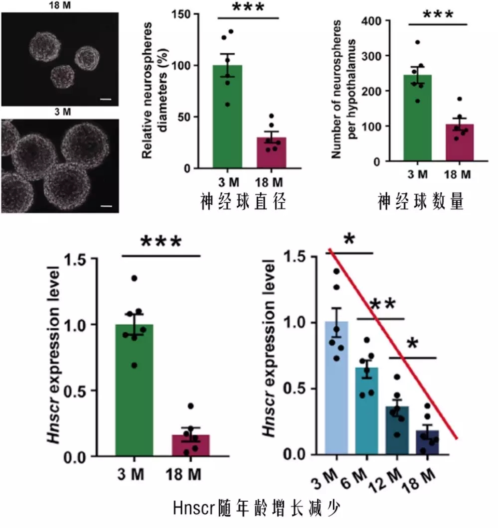 年龄对htNSCs形成神经球的影响及Hnscr表达随年龄减少
