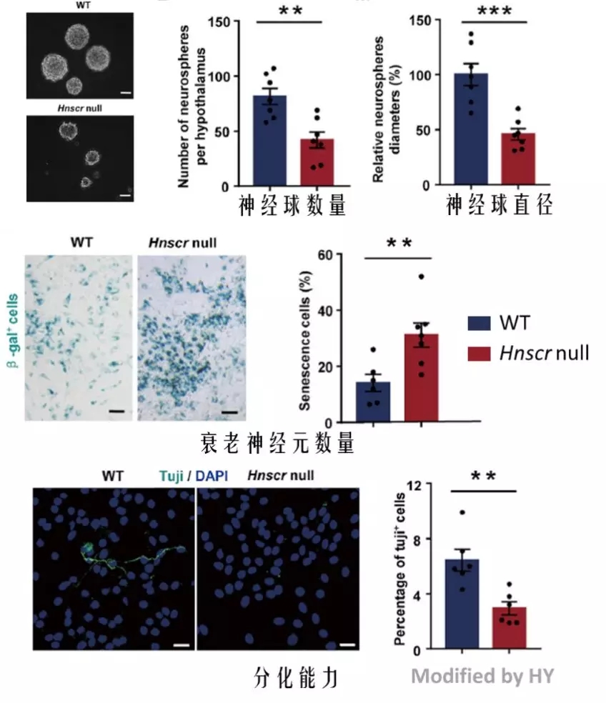 敲除hnscr基因对htNSCs的影响