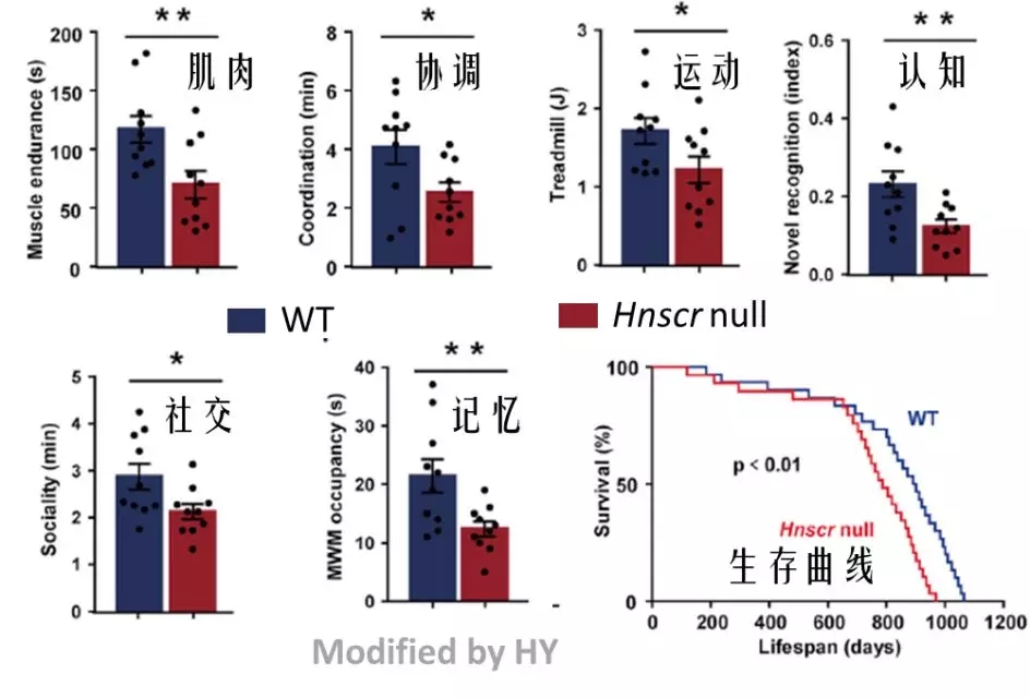 敲除hnscr基因对小鼠表型的影响