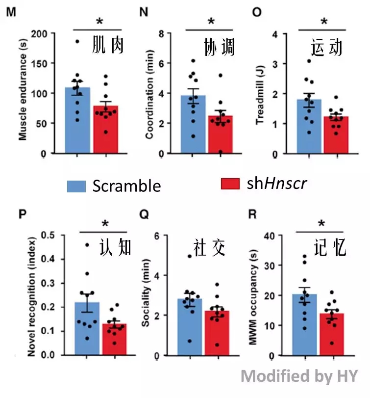局部注射sh-Hnscr对野生型小鼠表型的影响