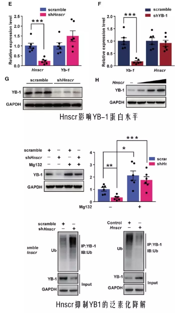 Hnscr抑制YB-1降解