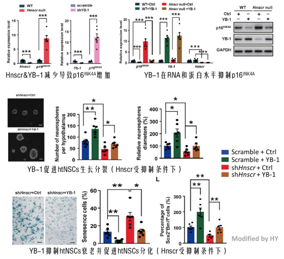 YB-1对Hnscr缺失小鼠p16INK4A和htNSCs影响