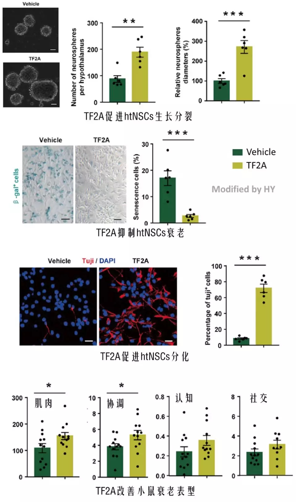 TF2A抑制htNSCs衰老并改善小鼠衰老表型