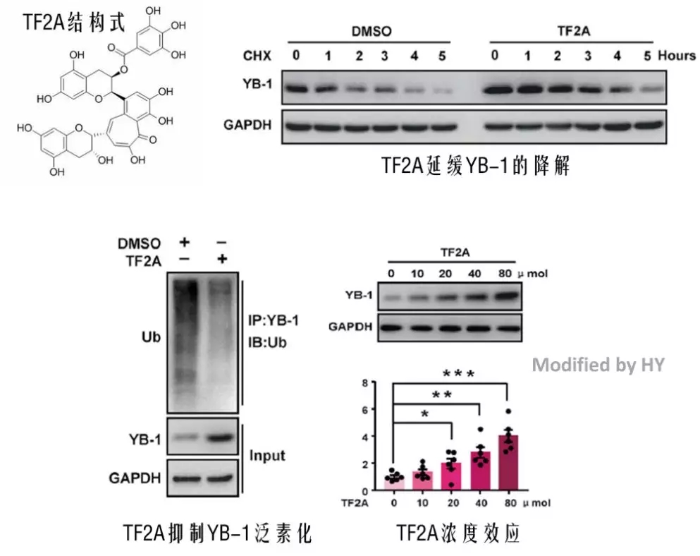 TF2A抑制YB-1降解
