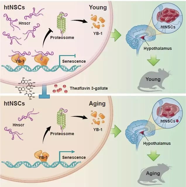 下丘脑中神经干细胞影响衰老的深层机理