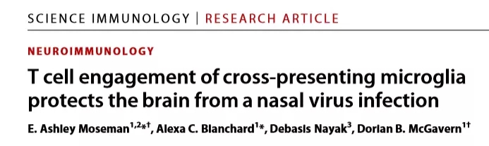 小胶质细胞在大脑抗病毒感染中的重要作用