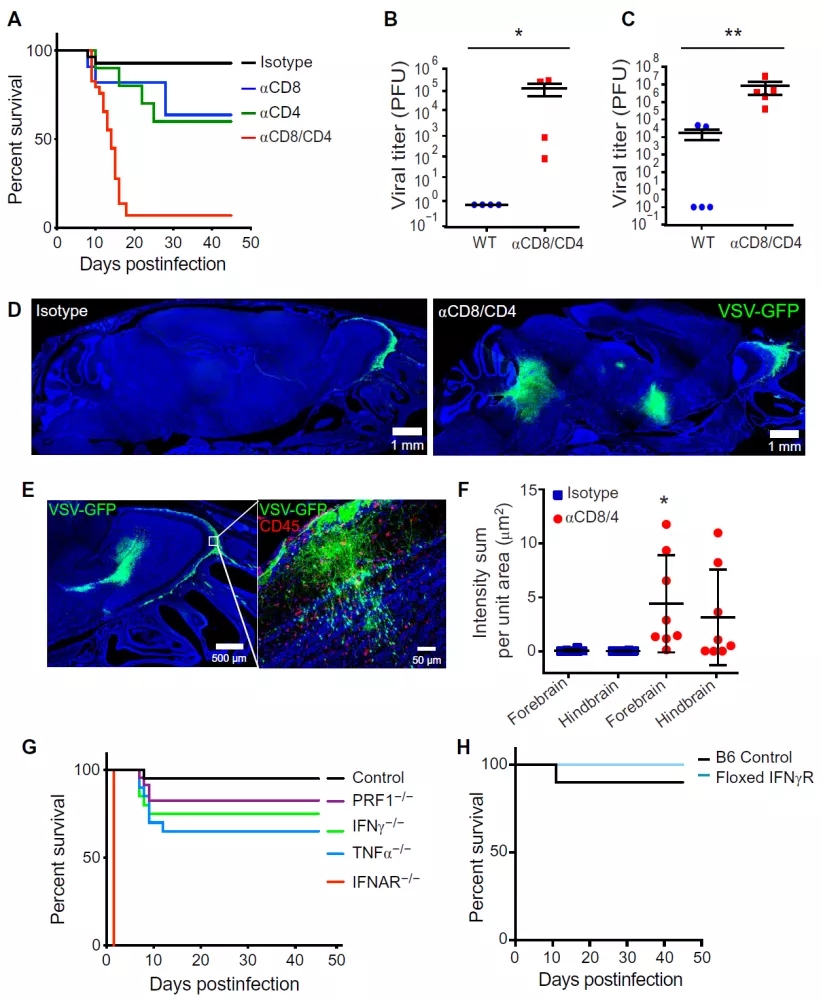 图2. T细胞的保护作用