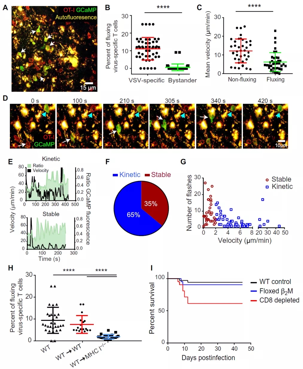 图3. 激活T细胞的是一种未被感染的细胞类型