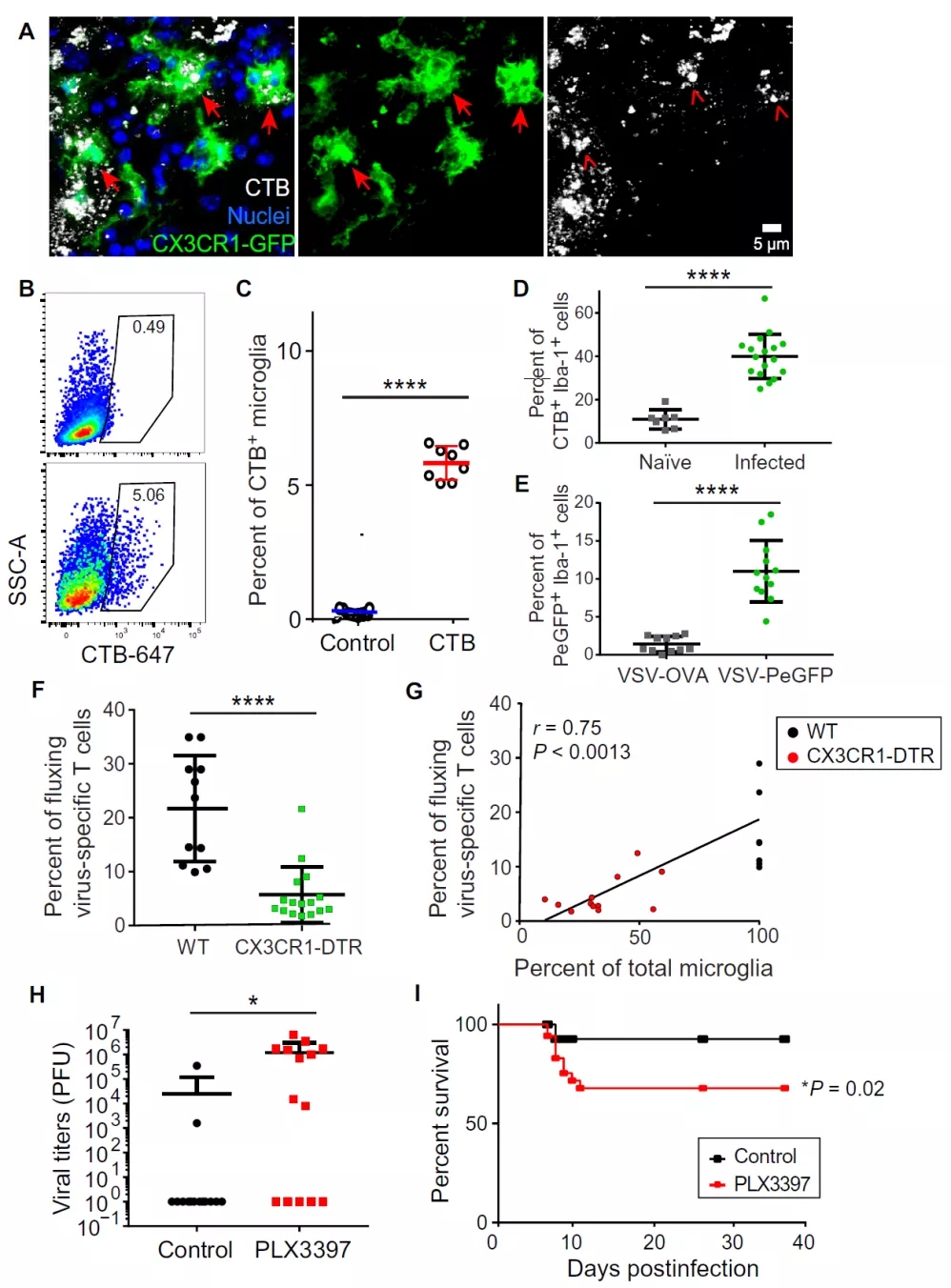 图5. 小胶质细胞是抗原交叉呈递的关键