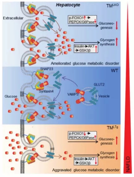 图2. TMEM16A在NAFLD中的作用机制。