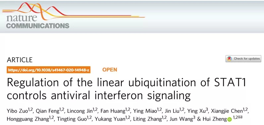 蛋白线性泛素化修饰对干扰素(IFN)抗病毒信号的关键调控机制