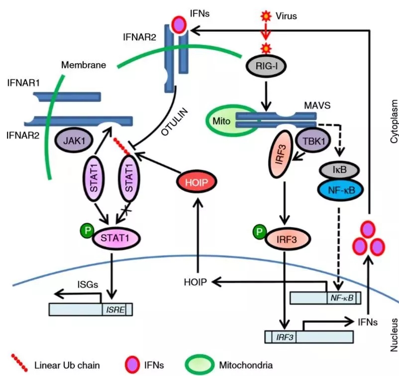 线性泛素化对调节天然免疫与抗病反应发挥重要作用