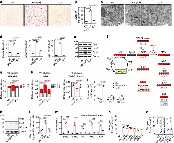图1. 糖原在炎性巨噬细胞中合成