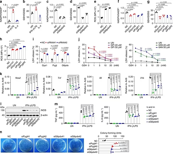 图2. 磷酸戊糖途径调控巨噬细胞的表型、功能和存活