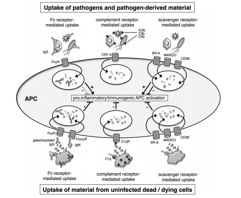 图2. 摄取病原体和死细胞的机制