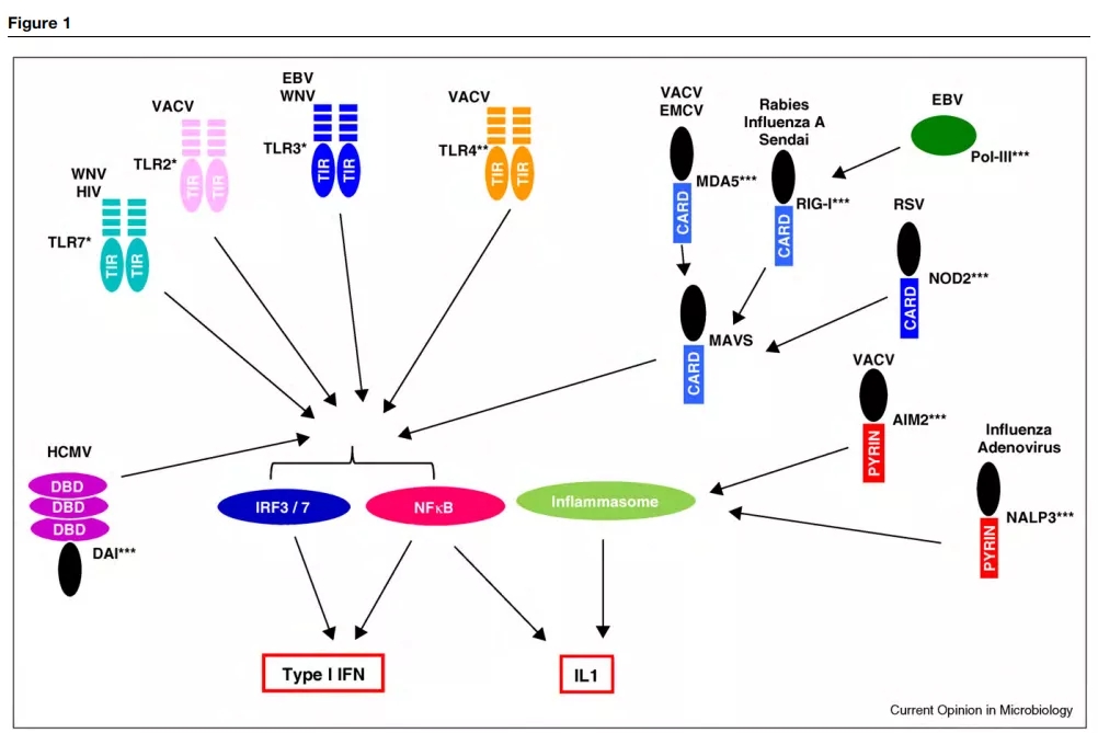 图1. 宿主模式识别受体与病毒的相互作用
