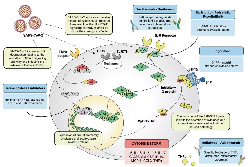 图3. SARS-CoV-2驱动的信号通路和潜在药物靶标的示意图