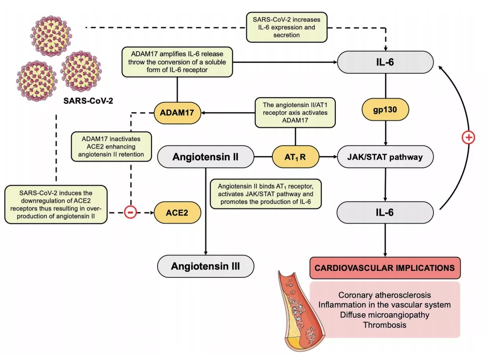 图4. SARS-CoV-2在IL-6和血管紧张素II之间建立炎症反馈回路的假设机制