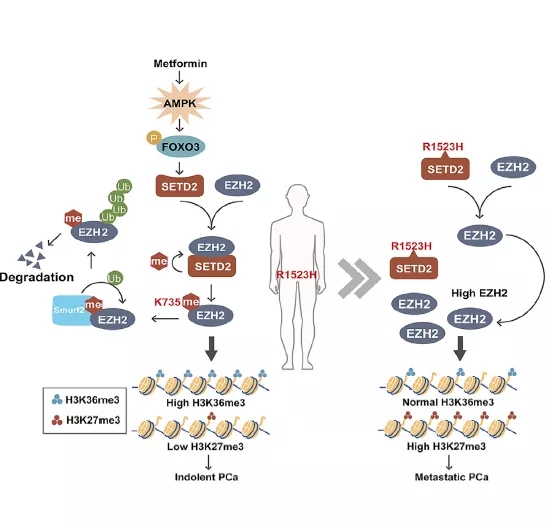 AMPK激动剂二甲双胍通过AMPK FOXO3刺激SETD2表达