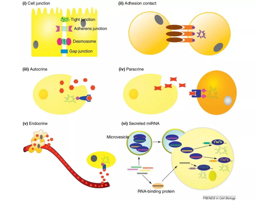 细胞间交流方式以及miRNA介导的基因调控网络