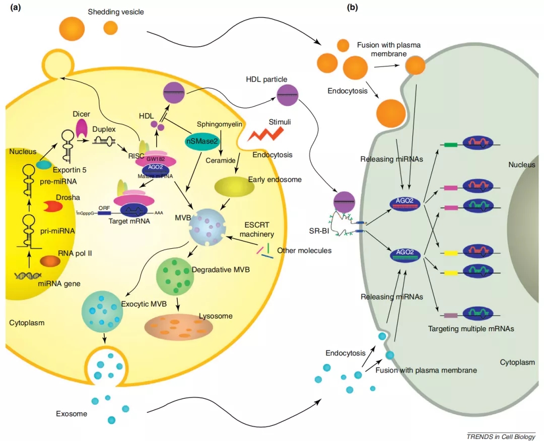 miRNA的分泌和释放示意图