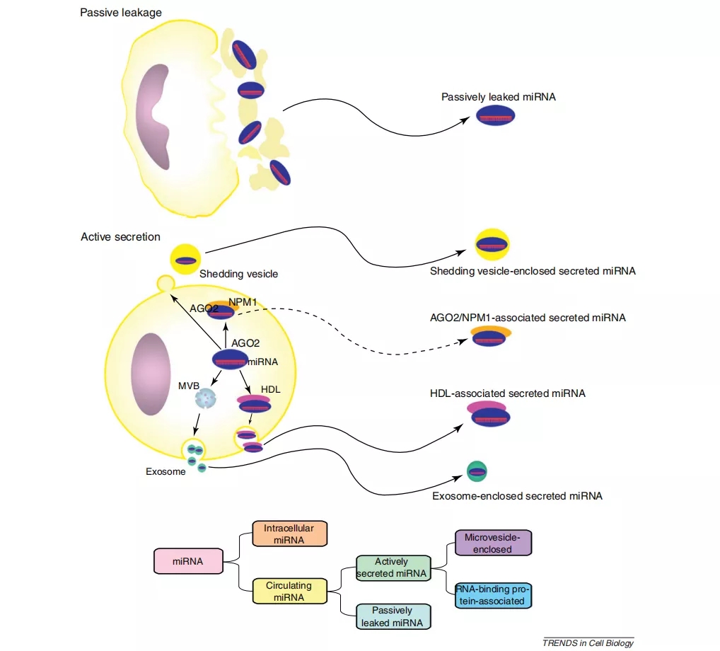 被动分泌的miRNA和主动分泌miRNA