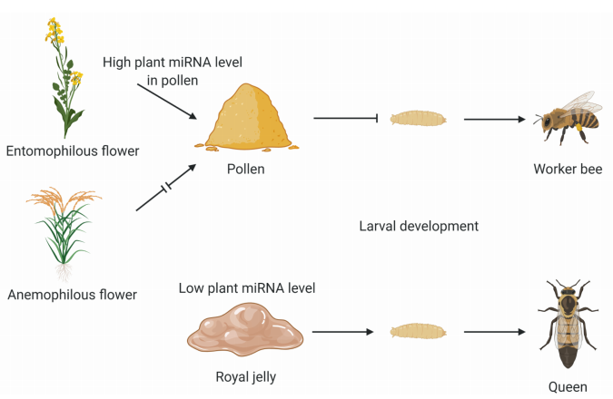 饮食影响蜜蜂幼虫的发育方式