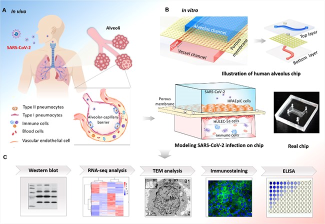 器官.jpg 器官.jpg