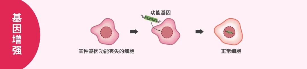 1-1基因增强webp.jpg