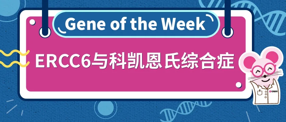 封面-科凯恩氏综合症与ERCC6基因webp.jpg