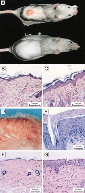 图2 暴露于紫外线或 DMBA后对 csb--小鼠皮肤的急性和慢性影响webp.jpg