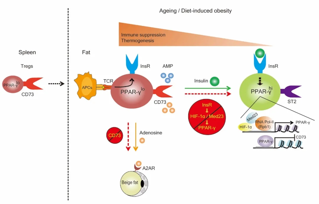 2-单细胞测序揭示肪组织驻留Treg细胞亚群webp.jpg 2-单细胞测序揭示肪组织驻留Treg细胞亚群webp.jpg