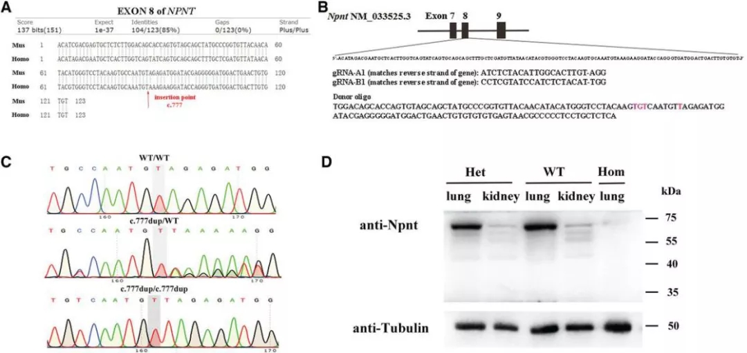 图3 模拟纯合移码突变的基因敲入小鼠的构建webp.jpg