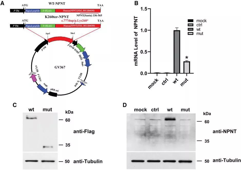 图2 WT-NPNT和K260ter-NPNT在293T细胞中的过表达webp.jpg