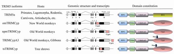 昆明动物所揭示新型HIV病毒限制因子TRIMCyp的起源和功能