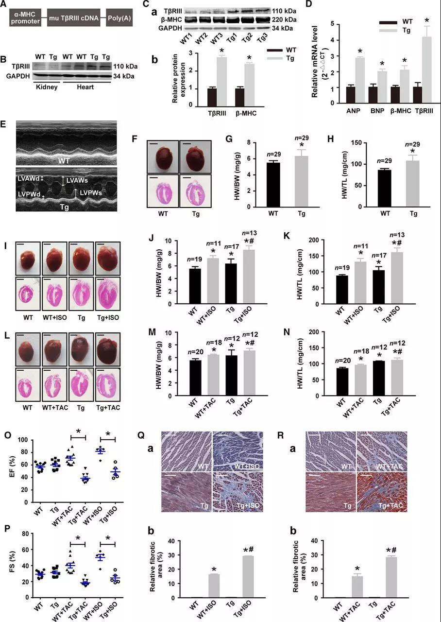 心血管疾病治疗研究新思路