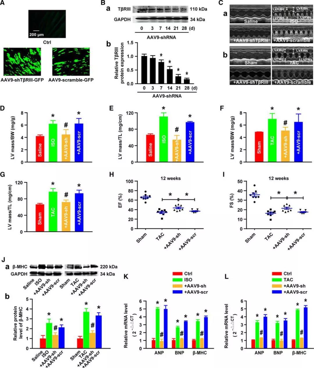 心血管疾病治疗研究新思路