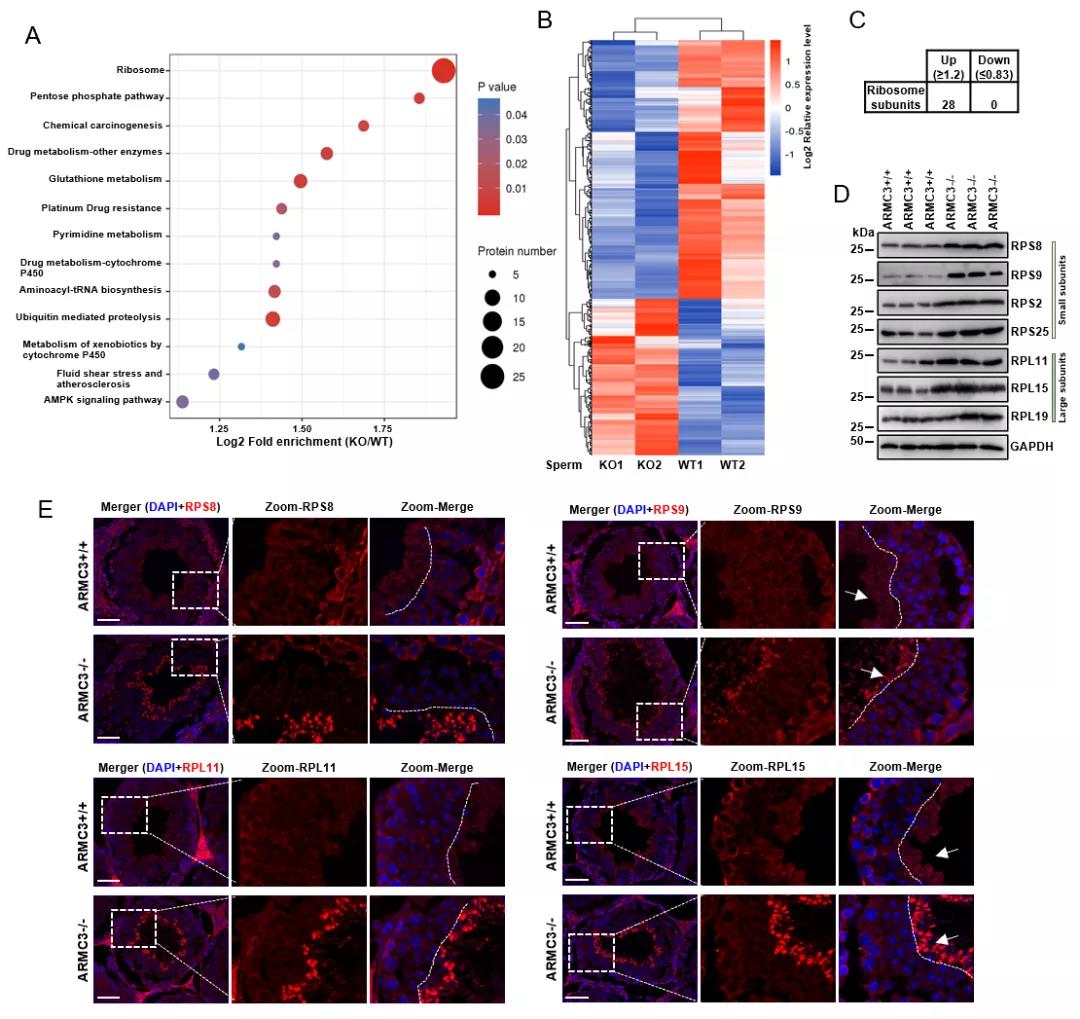生殖组织特异性自噬
